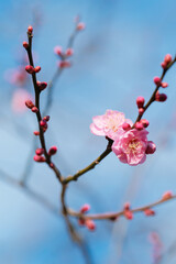 梅の花　日本