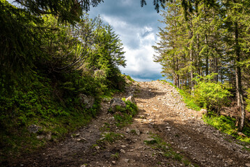 View of plants and trees covered on both sides of footpath slope. Dense trees on hill against cloudy sky