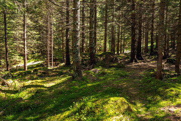 Fototapeta premium Beautiful dense forest landscape. Footpath with stones between dense spruce trees and branches in forest