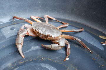 River crabs are in black casks on the surface of the water.