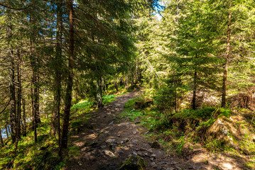Footpath with stones between dense spruce trees and branches in forest. Beautiful mountain landscape