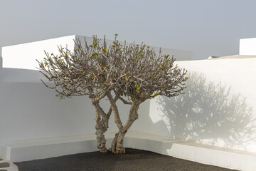 Small fig tree on a white wall.