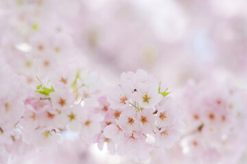 Cherry blossoms close up during the cherry blossom festival in springtime - Washington D.C. United States of America	