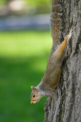 Cute squirrel on the tree in Capitol Grounds - Washington DC United States