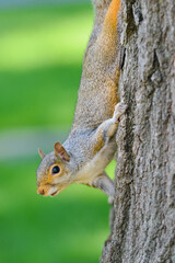 Cute squirrel on the tree in Capitol Grounds - Washington DC United States