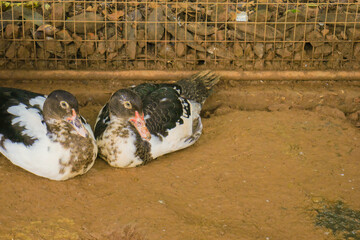 2 lovely domestic ducks sitting next to each other