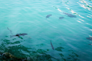 Fototapeta na wymiar fish in a blue lake