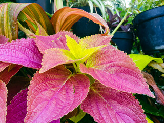 red and yellow leaves