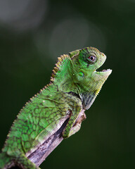 Close up of a very unique Dragon Forest, Gonocephalus chamaeleontinus