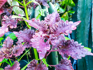 pink flowers