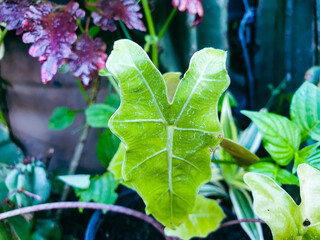 purple and green leaves