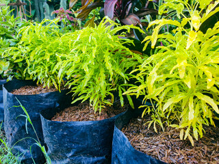 Green plants in pots