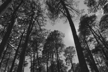 Bosque