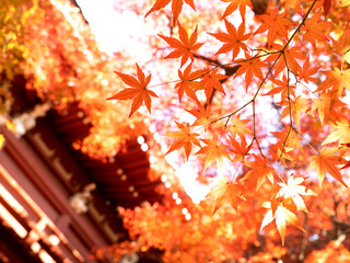 紅葉したカエデの木