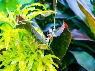 Flower and green leaves