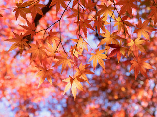 紅葉したカエデの木