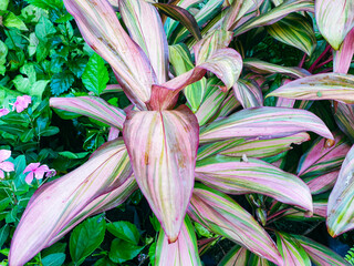 close up of a flower
