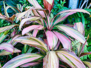 Red leaves in garden