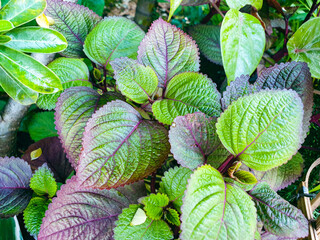 leaves background