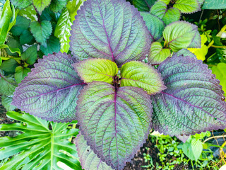 Purple leaves in the garden