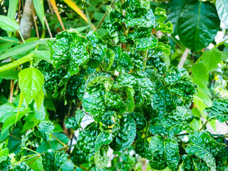 green leaves background