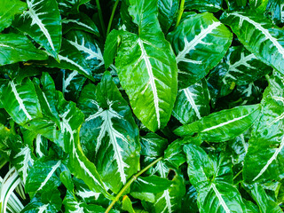 green leaves background
