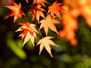 紅葉したカエデの葉