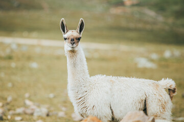 Obraz premium Retrato de alpacas