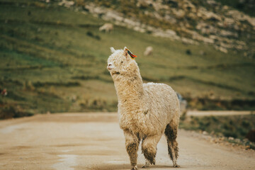 Fototapeta premium Alpaca caminando por una carretera