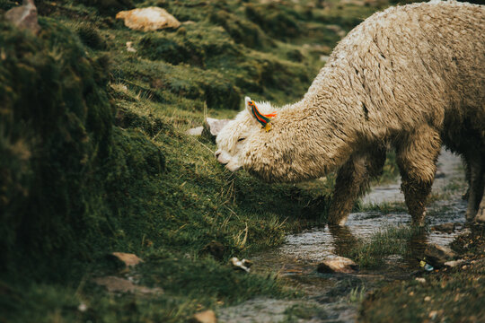 Alpaca alimentándose en la montaña 