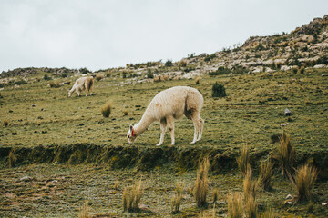 Alpaca comiendo en una montaña en Sudamérica