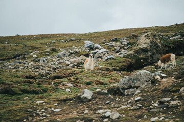 Llamas y alpacas en paisaje de los andes