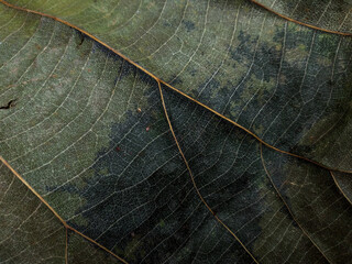 close up of leaf