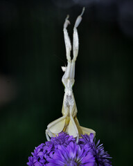 Close up shot of an orchid praying mantis in action praying on a purple gerbera