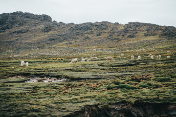 Paisaje de los andes con llamas y alpacas