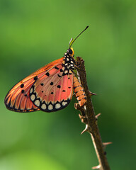 Close up photo of a brown orange butterfly with wings like a beautiful tiger color pattern