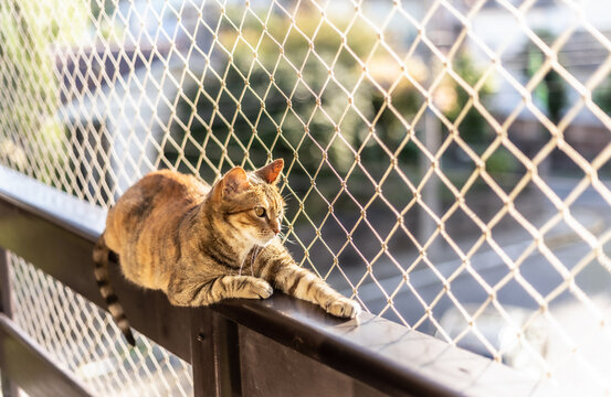 A striped cat sitting on a balcony with net protection