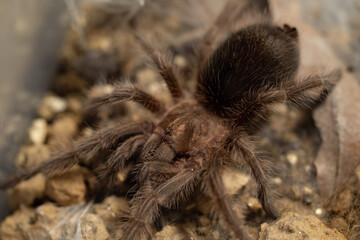 Grammastola Poteri Tarantula
