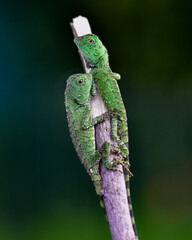 Close up of a very unique couple of Dragon Forest, Gonocephalus chamaeleontinus 
