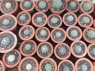 Cactus pot from high angle, Small size pots are ready for sale.