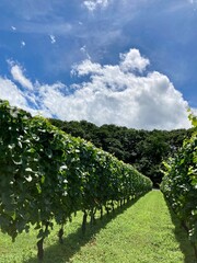 Naklejka premium Summer winery