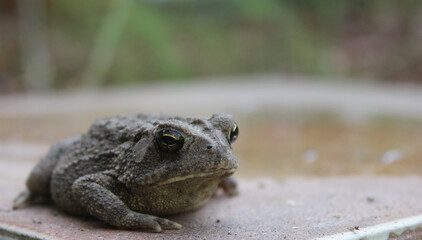 Texas Toad Anaxyrus speciosus in Organic Garden