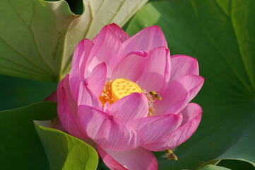 蓮の花と蜜蜂