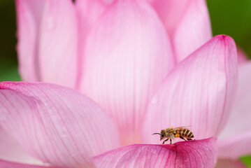 Obraz na płótnie Canvas 蓮の花と蜜蜂