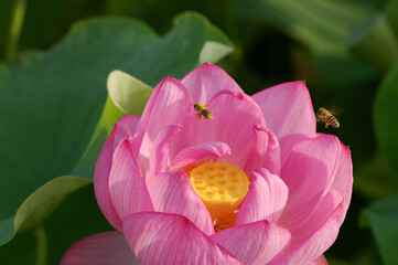 蓮の花と蜜蜂
