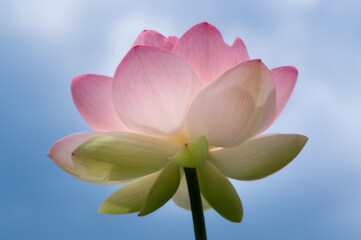 青空と蓮の花