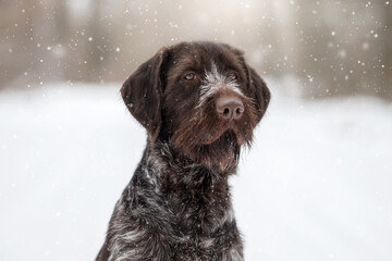 Drahthaar hunting dog in winter forest