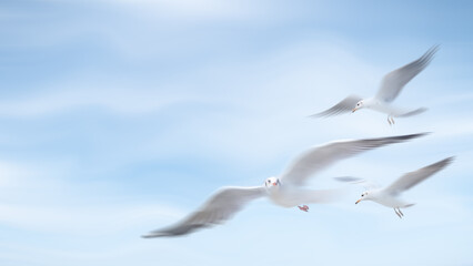 flock of seagull birds flying together over blue sky