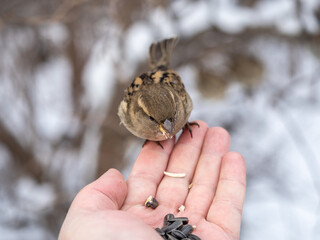 Sparrow eats seeds from a man's hand