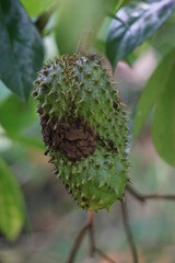 Soursop (Annona muricata L., sirsak, durian belanda, graviola, guyabano, guanábana) in the garden. Annona muricata is a species of the genus Annona of the custard apple tree family Annonaceae.
